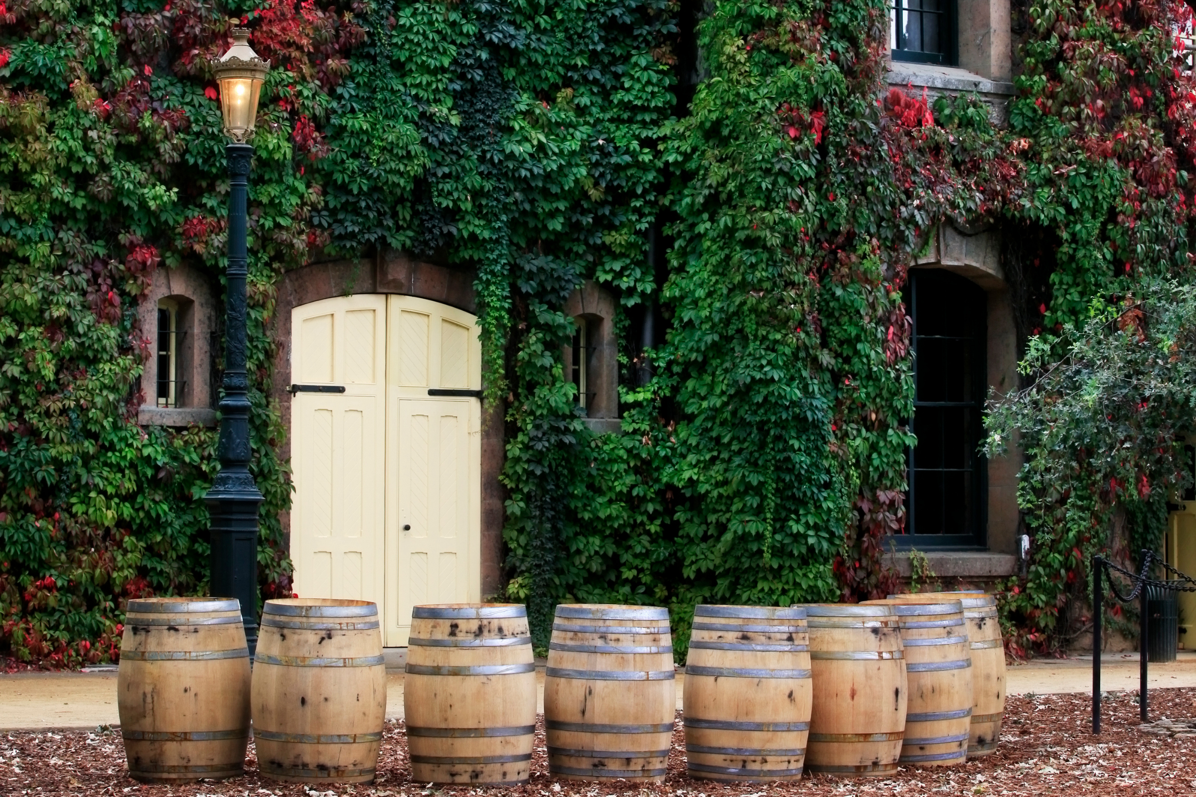 napa valley, california (4).webp